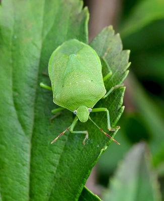 Meedle, the Little Green Beetle