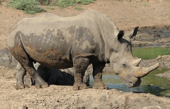 African Rhino with His Itchy Skin