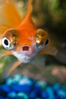 Surprised Fish
