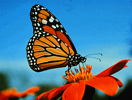 Monarch Butterfly (photobucket)