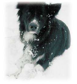 Pepper loves the snow!