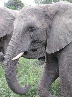 african elephant pictures