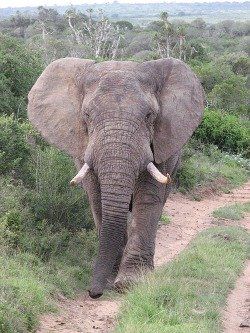 african elephant pictures