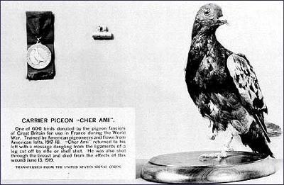 Cher Ami at the Smithsonian Institution