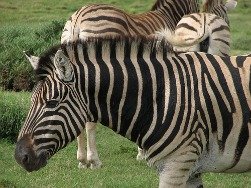 African zebra